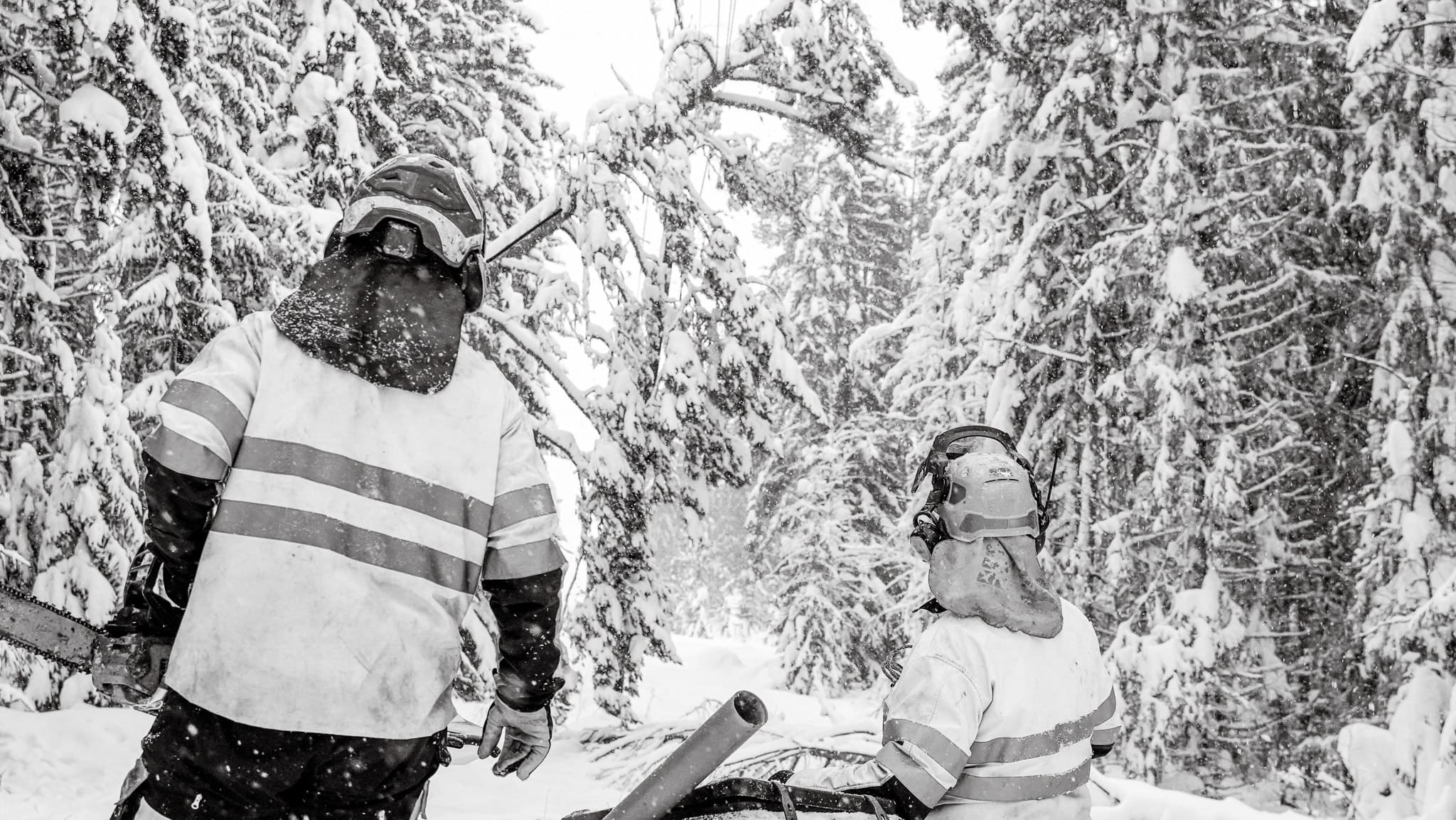 Träd har fallit över en elledning och orsakat strömavbrott. BTEAs personal åker ut för att fälla trädet och återställa elnätet.